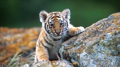 Animals Tigers baby animals