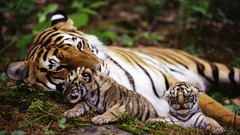 Animals Tigers baby animals