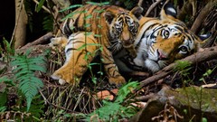 Animals Tigers baby animals