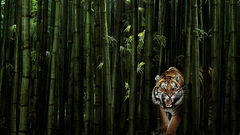 Animals Tigers bamboo outdoors