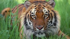 Animals Tigers bengal tigers