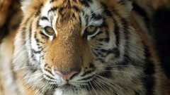 Animals Tigers big cats