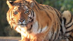 Animals Tigers big cats