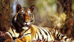 Animals Tigers blurred background fallen leaves upscaled