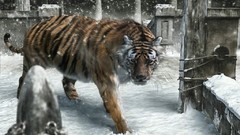 Animals Tigers concept art