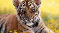 Animals Tigers cubs