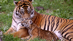 Animals Tigers cubs
