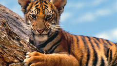 Animals Tigers cubs