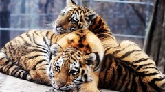 Animals Tigers duplicate feline