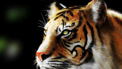 Animals Tigers faces