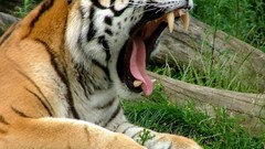 Animals Tigers feline