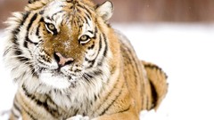 Animals Tigers feline