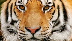 Animals Tigers feline