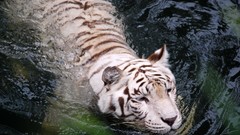 Animals Tigers feline