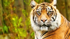 Animals Tigers feline