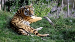 Animals Tigers feline