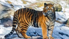 Animals Tigers feline