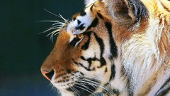 Animals Tigers feline