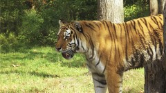 Animals Tigers feline