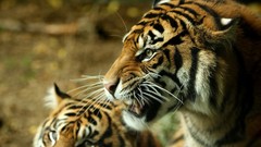 Animals Tigers feline