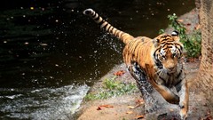 Animals Tigers feline