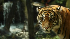 Animals Tigers feline