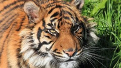 Animals Tigers feline