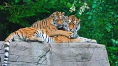 Animals Tigers feline