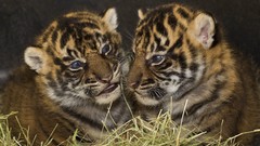 Animals Tigers feline