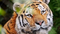 Animals Tigers feline