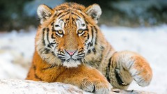 Animals Tigers feline