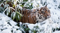 Animals Tigers feline