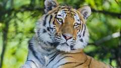 Animals Tigers feline