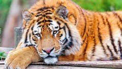 Animals Tigers feline