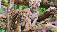 Animals Tigers feline