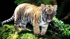Animals Tigers feline baby animals