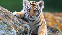 Animals Tigers feline baby animals