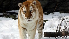 Animals Tigers feline golden tiger