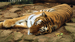 Animals Tigers feline Mammals