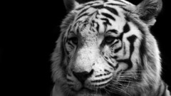 Animals Tigers feline monochrome