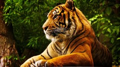Animals Tigers forests feline