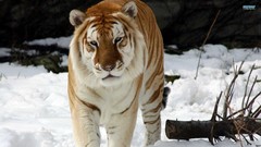 Animals Tigers golden Mammals