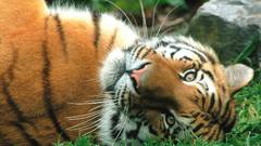 Animals Tigers grass