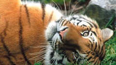 Animals Tigers grass