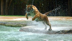 Animals Tigers jumping