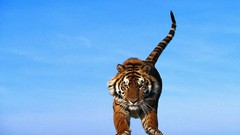 Animals Tigers jumping
