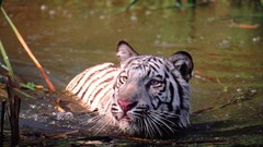 Animals Tigers lakes