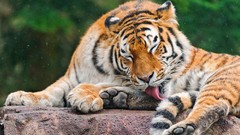 Animals Tigers licking