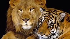 Animals Tigers Lions