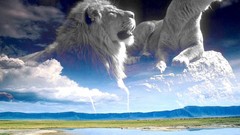 Animals Tigers Lions